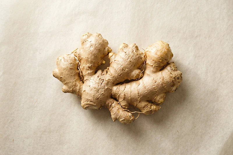Your Gut Is the Operating System: Why Digestion Is the Foundation of Every Other Wellness Outcome