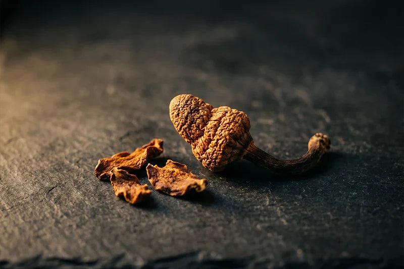 Cordyceps: The Tibetan Mushroom That Builds Real Energy, Not the Borrowed Kind