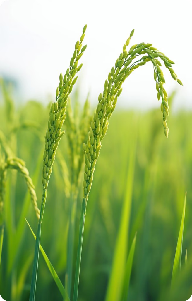 Ingredient Image 5