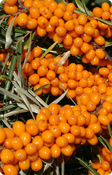 Ingredient Image 1